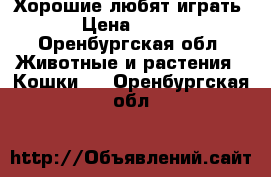 Хорошие любят играть › Цена ­ 500 - Оренбургская обл. Животные и растения » Кошки   . Оренбургская обл.